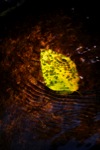 Leaf in Water, Italy